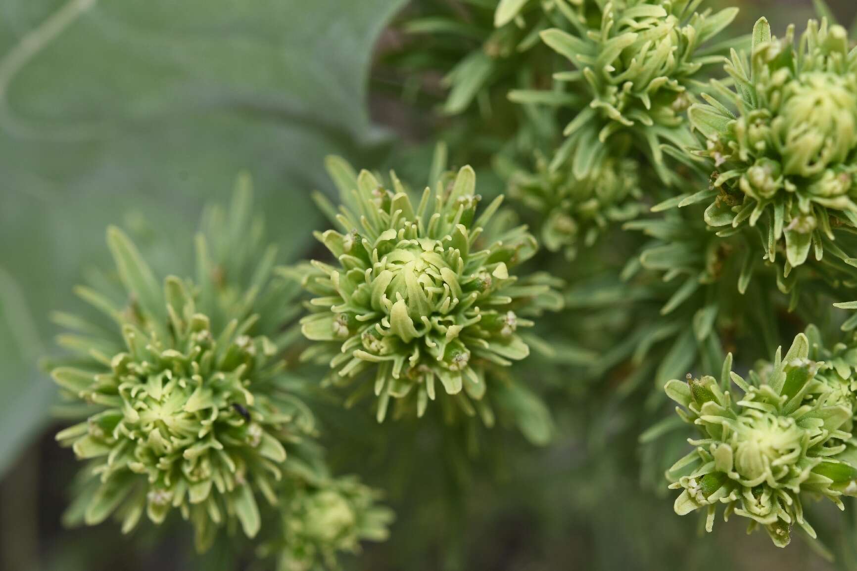 Image of deer Indian paintbrush