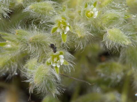 Image de Cerastium comatum Desv.