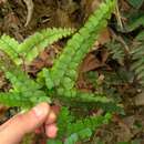 Adiantum flabellulatum L. resmi