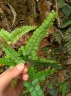 Adiantum flabellulatum L.的圖片