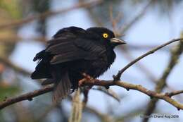 Image of Vieillot's Weaver