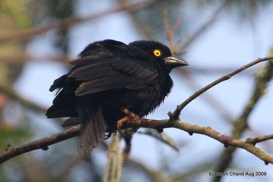 Image of Vieillot's Weaver