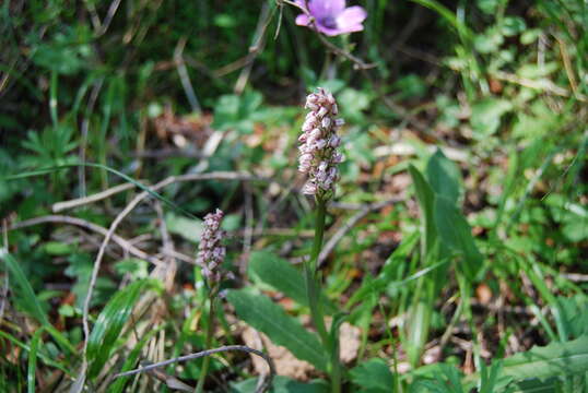 Image of Dense-flowered orchid