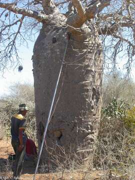 Image of Fony baobab