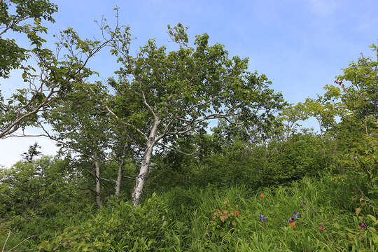 Image of Betula ermanii var. lanata Regel