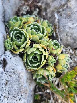 Image of Saxifraga × portae Stein