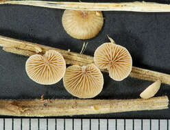 Image of Deconica phillipsii (Berk. & Broome) Noordel. 2009