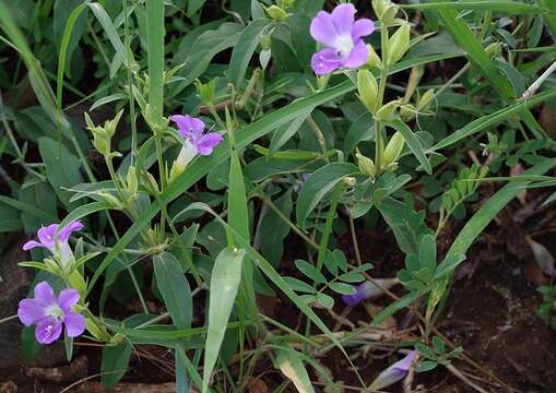 Image of Barleria lancifolia T. Anders.