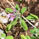 Imagem de Teucrium chamaedrys subsp. olympicum Rech. fil.