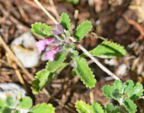 Image de Teucrium chamaedrys subsp. olympicum Rech. fil.