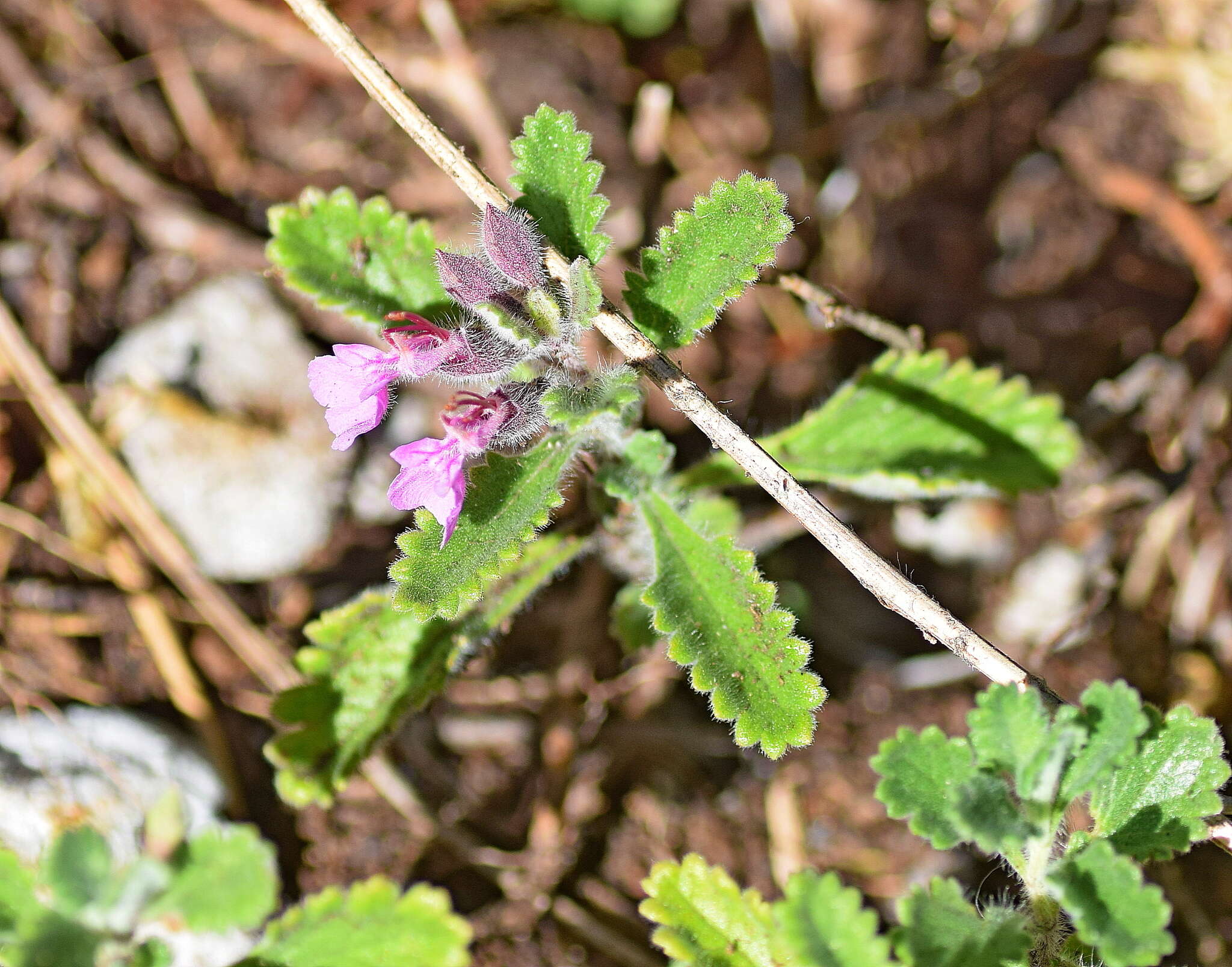 Image of Teucrium chamaedrys subsp. olympicum Rech. fil.
