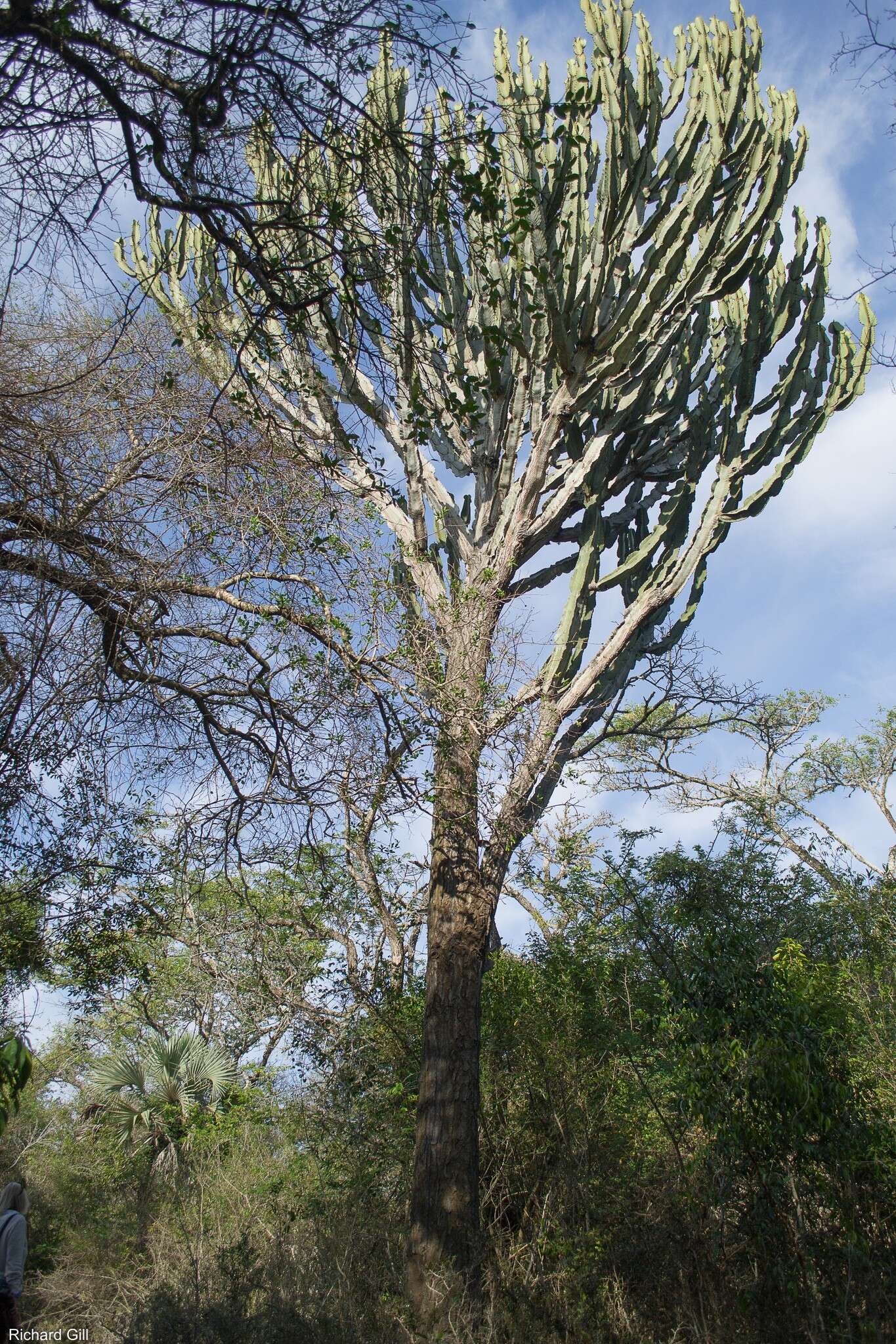 Image of Common Cadelabra tree