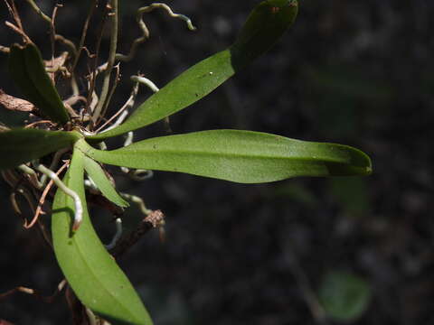 Image of Sarcochilus dilatatus F. Muell.