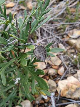 Image of mountain guitar plant