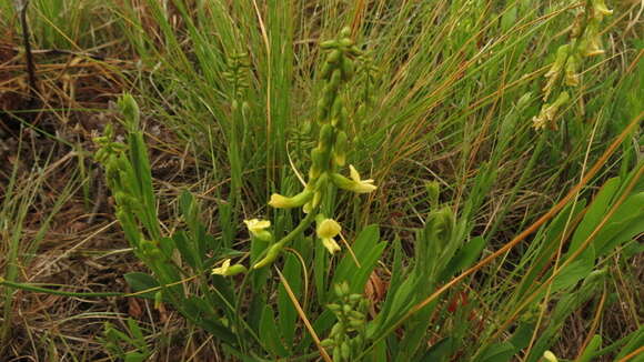 Image of Eriosema kraussianum Meissner