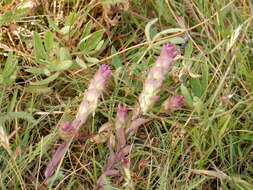 Image of mountain owl's-clover