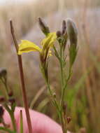 Image of Goodenia gracilis R. Br.