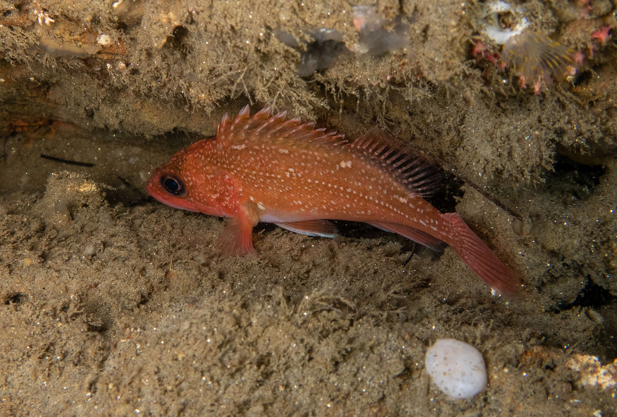 Image of Starry rockfish