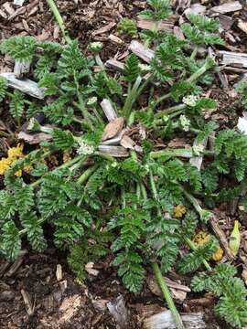 Image of Chaerophyllum eriopodum (DC.) K. F. Chung