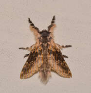 Image of Labedera