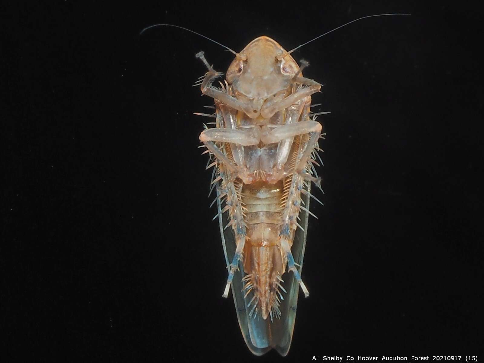 Image of Osbornellus rotundus Beamer 1937