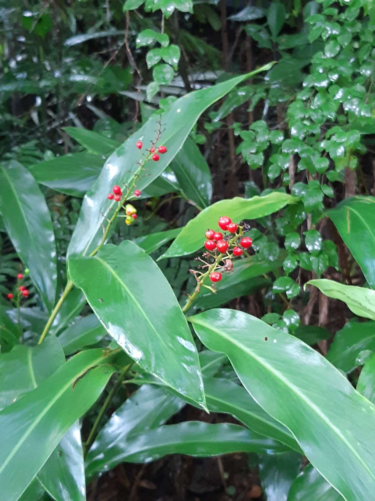 Image of Alpinia intermedia Gagnep.