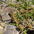 صورة Carex satsumensis Franch. & Sav.