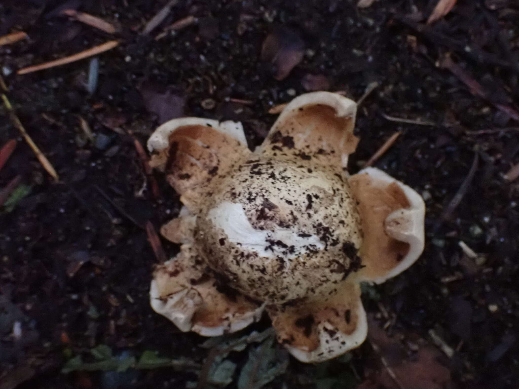 Image de Geastrum lageniforme Vittad. 1842