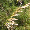 Image de Calamagrostis viridiflavescens (Poir.) Steud.