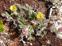 Image of pretty cinquefoil