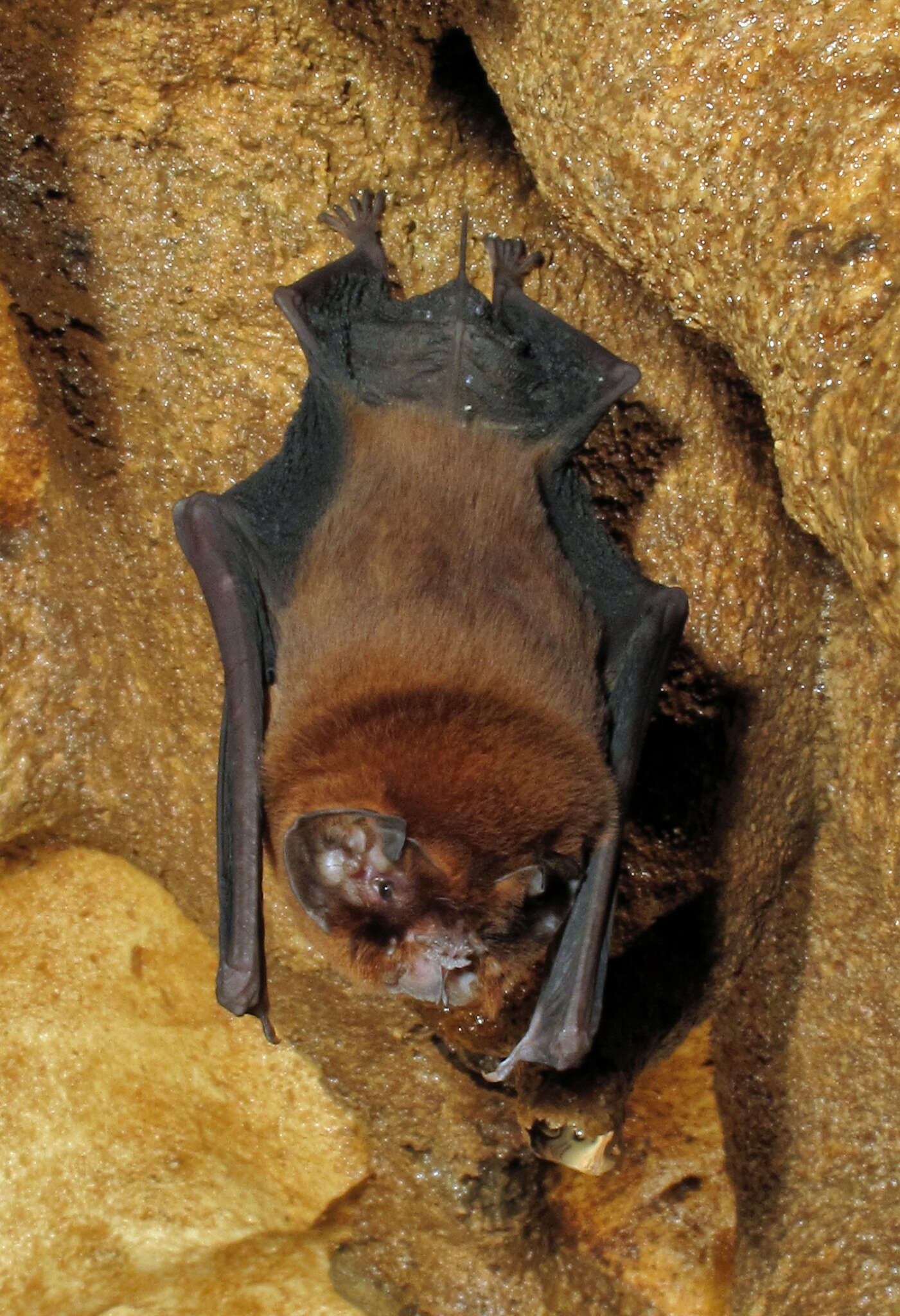Image of Antillean Ghost-faced Bat