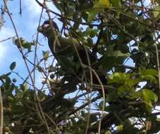 Image of Hartlaub's Turaco