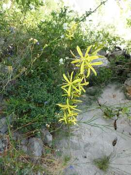 Image of Asphodeline liburnica (Scop.) Rchb.