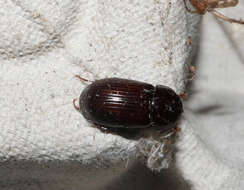 Image of Night-flying Dung Beetle