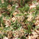 Image of Trotter's alpineparsley