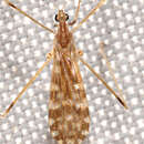 Erioptera (Mesocyphona) needhami Alexander 1918 resmi