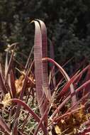 Image of Ferocactus gracilis subsp. coloratus (H. E. Gates) N. P. Taylor