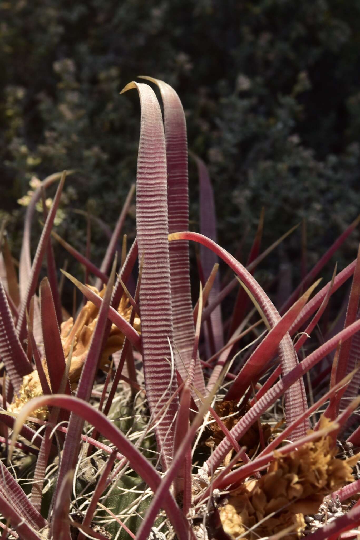 Image of Ferocactus gracilis subsp. coloratus (H. E. Gates) N. P. Taylor