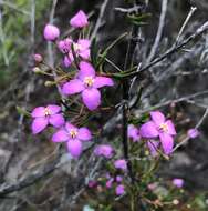 Image of Boronia filifolia F. Müll.