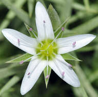 Image of Arenaria pungens Lag.