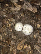 Image of Western North American Destroying Angel