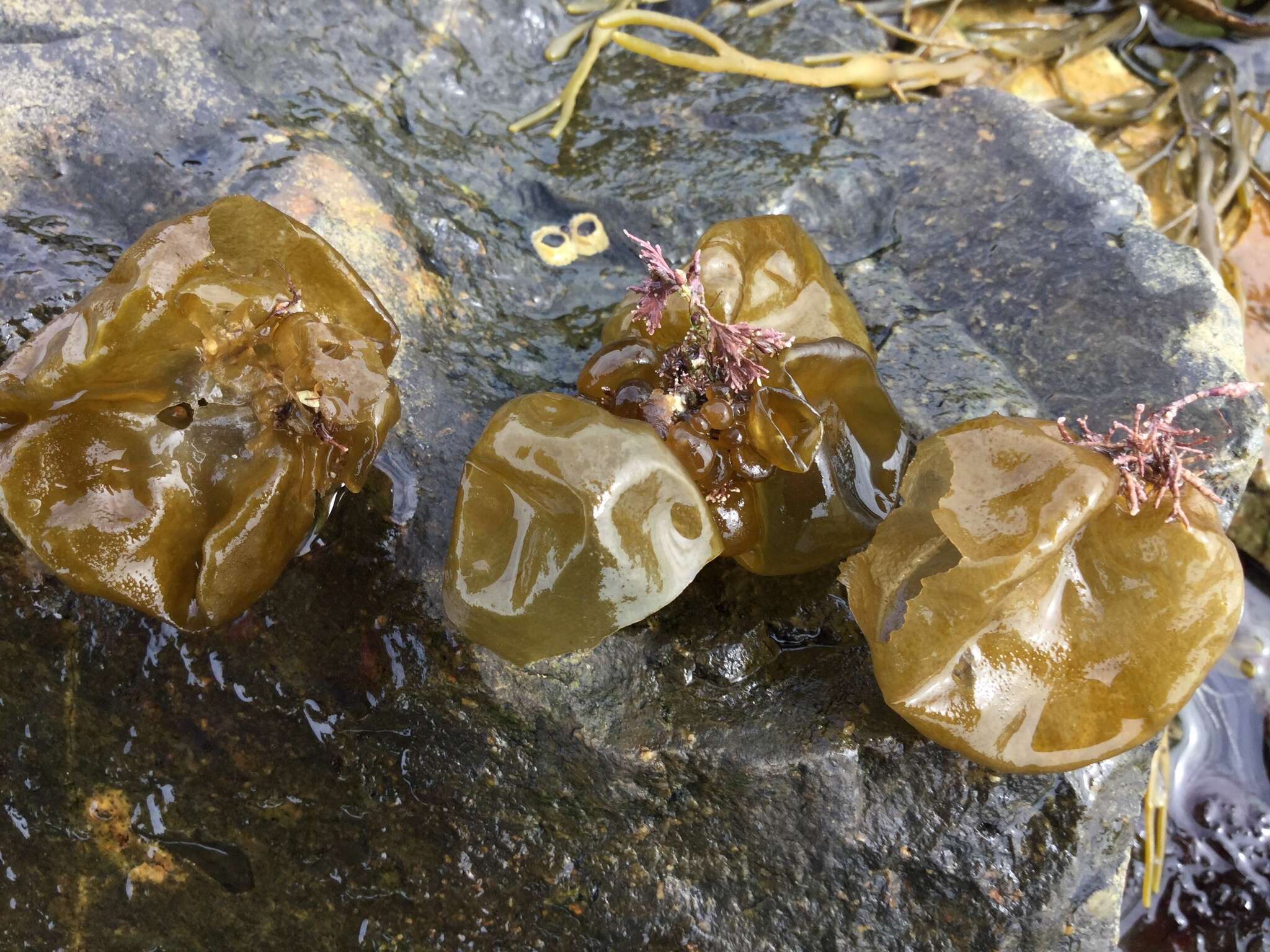 Image of oyster thief