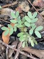 Image of Acacia purpureapetala