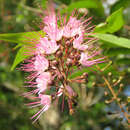 Image of Hirtella racemosa var. hexandra (Willd. ex R. & S.) Prance