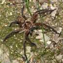 Heteropoda hillerae Davies 1994 resmi