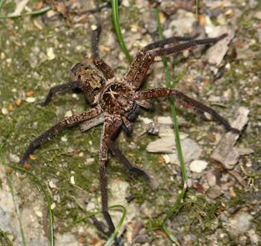 Heteropoda hillerae Davies 1994 resmi