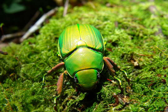 Imagem de Chrysina crassimargo (Rothschild & Jordan 1894)