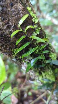 Image of Pothos scandens L.