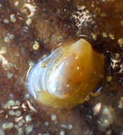 Image of Notocypraea piperita (Gray 1825)