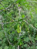 Image of Trochomeria macrocarpa (Sond.) Harv.